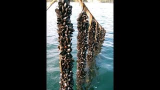 Aquaculture algerie conchyliculture comment trier les moules كيفية فرز بلح البحر [upl. by Reede]