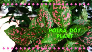 Polka Dot Hypoestes phyllostachya Care and Propagation [upl. by Eelnayr]