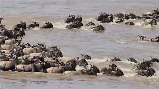 The great wildebeest migration is marked one of the 7th wonders of the world travelwithkenlemiso [upl. by Waldemar]