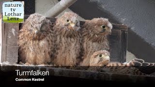 Turmfalken vor der Kamera Common Kestrel observation [upl. by Osi]