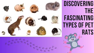 Fascinating Types of Pet Rats  Understanding the Unique Traits of Different Pet Rat Breeds [upl. by Atter829]