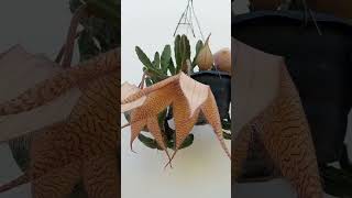 Stapelia Grandiflora [upl. by Khano]