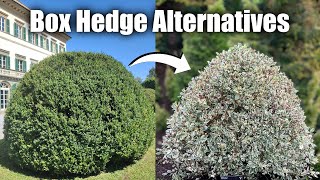 Alternative Shrubs to Box Hedge If You Struggle with Box Blight amp Box Tree Moths [upl. by Sidonius]