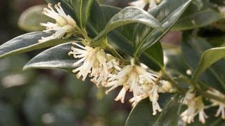 Le sarcococca [upl. by Acinnej]