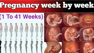 Week by Week Pregnancy  1 to 41 Weeks Baby Fetal Development [upl. by Rehoptsirhc]