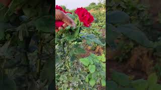 gulab harvestinggulab rose farmresort shorts youtubeshorts viral farming publicloveprem [upl. by Aneema867]