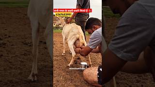 trending goat shorts viralshort explore farming goatfarming viralafternoon fypシ゚viral gym [upl. by Farman894]