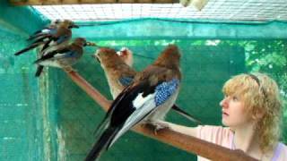 Feeding the Eurasian jay chicks Andrews life in The Hague [upl. by Leela]