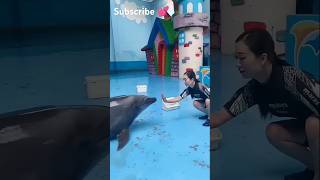 Dolphin lover 💝 💞🤗ll 💙 WhatsApp status video 📸 youtubeshorts shorts short shortvideo [upl. by Witha307]