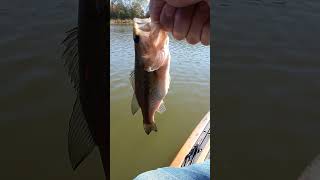 Kentucky Creek fishing Saturday [upl. by Oflunra972]