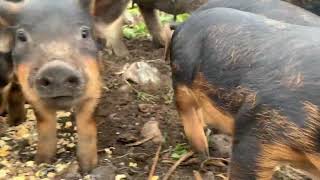 Mangalitsa piglets Docile and friendly [upl. by Donelle34]