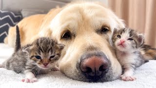 Adorable Golden Retriever and Baby Kittens [upl. by Forster65]