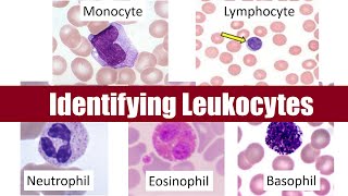 Identifying Leukocytes [upl. by Annahsat]