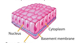 Epithelial tissue SIMPLE EPITHELIUM amp TYPES [upl. by Delanty852]