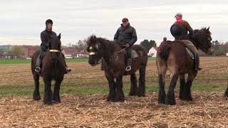 Belgian Draft Horses the famous horse gallop around the quotTiense Bergquot in Hakendover [upl. by Carmel272]