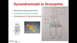 Gynandromorph in DrosophilaGenetics [upl. by Shuman637]