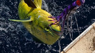 Insane Mahi Mahi action from Ningaloo [upl. by Licko534]