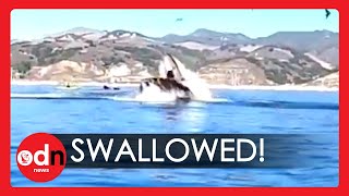 Unbelievable Moment Whale Nearly Swallows Two Kayakers in California [upl. by Carvey]