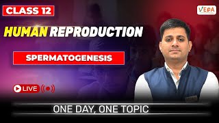 Spermatogenesis  Human Reproduction  class 12 Biology  One Day One Topic [upl. by Einned]