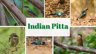 Indian Pitta Pitta brachyura [upl. by Parcel867]