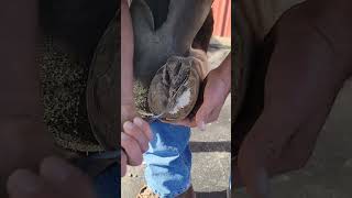 hoof trimming compilation hoof farrier compilation [upl. by Adnole]