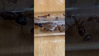 Day 149 of Raising an Ant Empire ants bugs insects [upl. by Anitnauq]