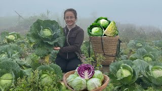 Harvest garden vegetables cabbage rolls amp cook fish noodles [upl. by Ronda]