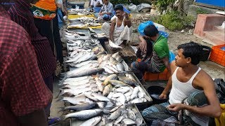 Amazing Rural Village Fish Market In Bangladesh  Lots Of Fresh Country Fishes Available [upl. by Owen192]