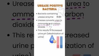 Urease Positive Bacteria medzukhruf medicalfield bacteriology medicalmicrobiology parasitology [upl. by Brook841]