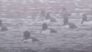 A vagrant Lesser Scaup at Woolston Eyes on 18th February 2024 [upl. by Alakim586]