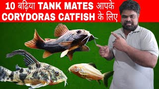 Tank Mates For Corydoras Catfish  10 Best Tank Mates For CoryDoras Catfish [upl. by Steffin145]