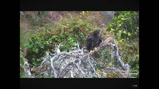 West End Fledgling Koa Closeup on the Night Perch 06052024 exploreorg [upl. by Ailey]