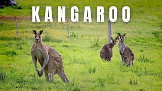 Here Are 10 Things You Need to Know About kangaroos [upl. by Geanine]