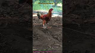 Speed and Accurate Hitting Bird poultryfarming trending viralvideo shorts sreeramafarms [upl. by Nitram]