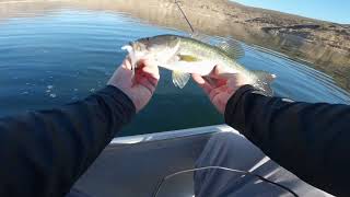 Epic Topwater Bass Action at San Vicente Reservoir [upl. by Hayyim]