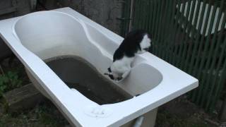 Herr KITTLER HITLERS CAT DRINKING WATER IN THE RUINS OF THE REICHSTAG [upl. by Estelle]