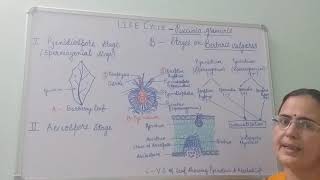 Puccinia graminisLife Cycle Stages on Berberis vulgaris BSc PartI Dr Vinod Kumari [upl. by Noiramed]