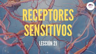 21 RECEPTORES SENSITIVOS FISIOLOGÍA DEL SISTEMA NERVIOSO [upl. by Yelra]