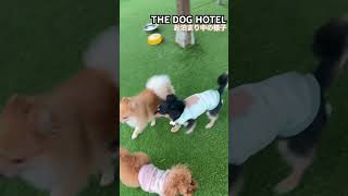 20241116 THE DOG HOTEL まるるくん [upl. by Deeanne]