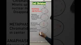 cell division  mitosis diagram  cell cycle  diagram anatomy drawing  shorts short [upl. by Emogene]