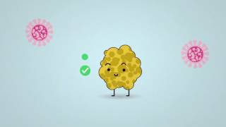 Science in 1 minute what are lichens [upl. by Gollin910]