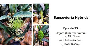 Sansevierie Adjoes  Sansevieria hybrids Episode 35 with Flower Bloom [upl. by Nirrol360]