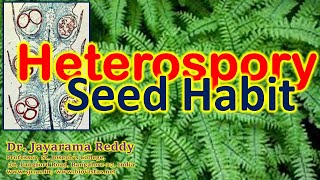 Heterospory Seed Habit Pteridophytes Gymnosperms B Sc M Sc Admission St Josephs College [upl. by Jamill92]