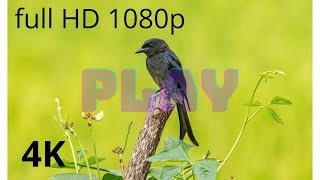 La nature en HD 1080p [upl. by Nnylak640]