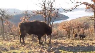 European bison bull in the Rhodope Mountains [upl. by Jeffery768]