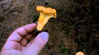 Chanterelle Identification [upl. by Chadbourne]