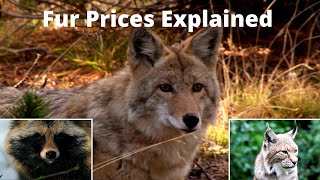 2022 Fur Prices  What Animals to Trap [upl. by Earased]