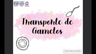 TRANSPORTE DE GAMETOS [upl. by Manvell55]