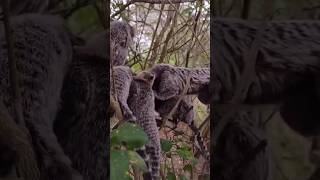 Macaco sagui bebendo água lembrança da turma oficial shorts [upl. by Ameer362]