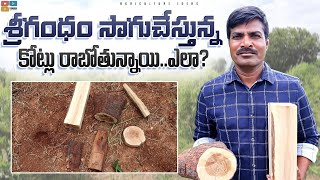 Srigandham Farming  శ్రీగంధం సాగు  Sandalwood Cultivation  Srigandham Nursery  Shiva Agri Clinic [upl. by Yendahc]